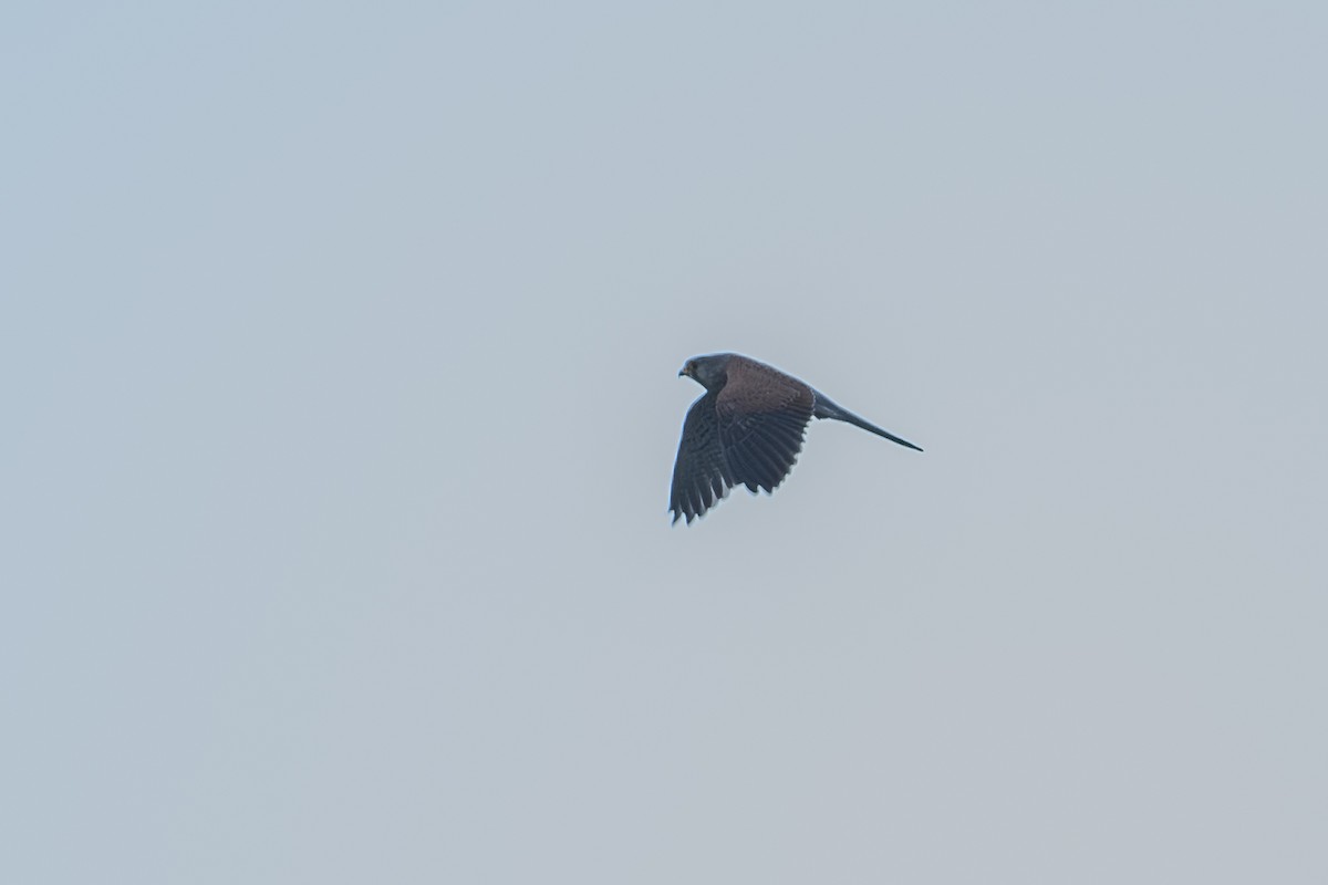 Eurasian Kestrel - Vivek Saggar