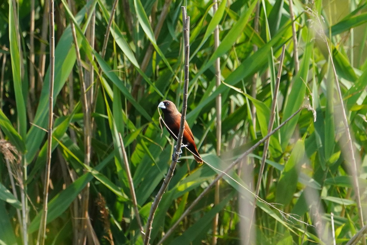 Chestnut Munia - Eden Lai