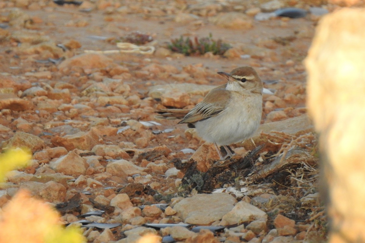 Rufous-tailed Scrub-Robin - Luca Bonomelli