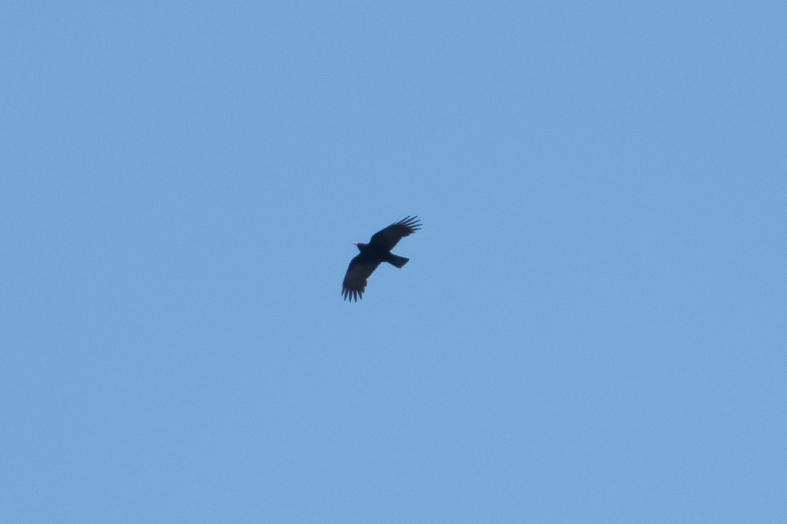 Yellow-billed Chough - Vivek Saggar