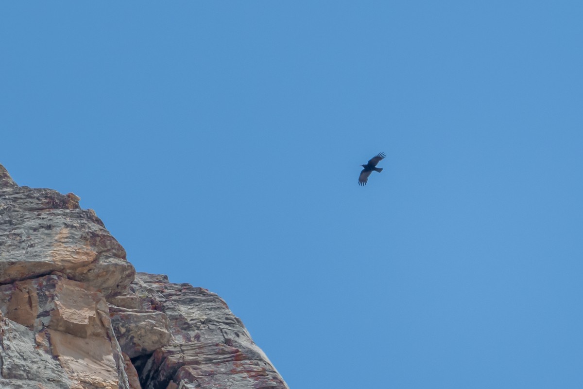 Yellow-billed Chough - Vivek Saggar