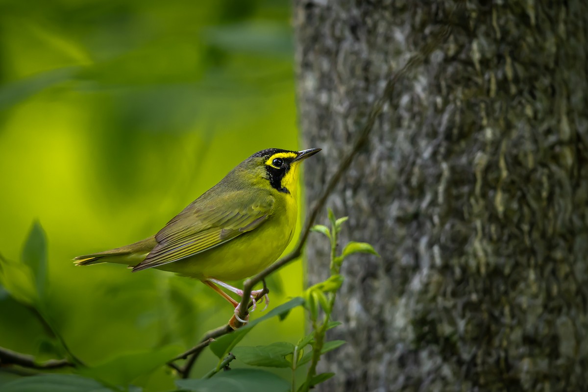 Kentucky Warbler - Renee Sparks