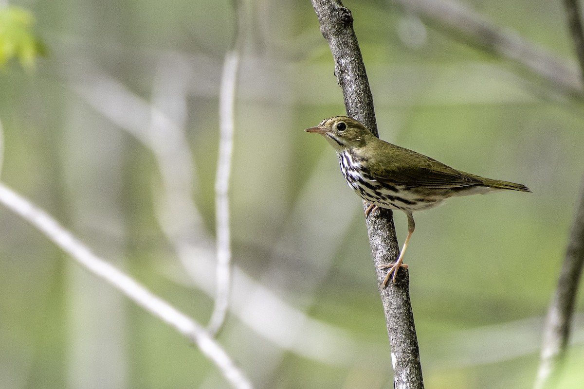 Ovenbird - Matthew Bode