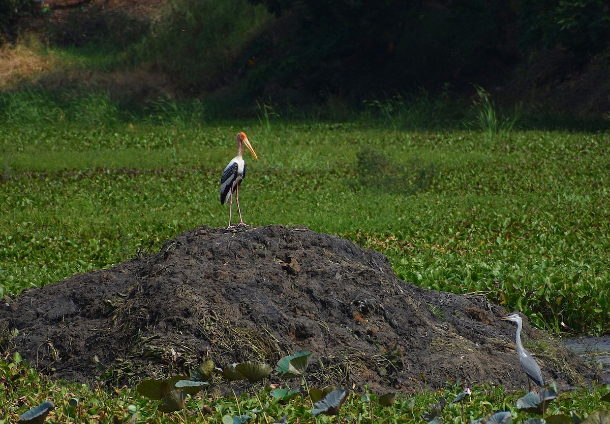 Painted Stork - Anand Birdlife