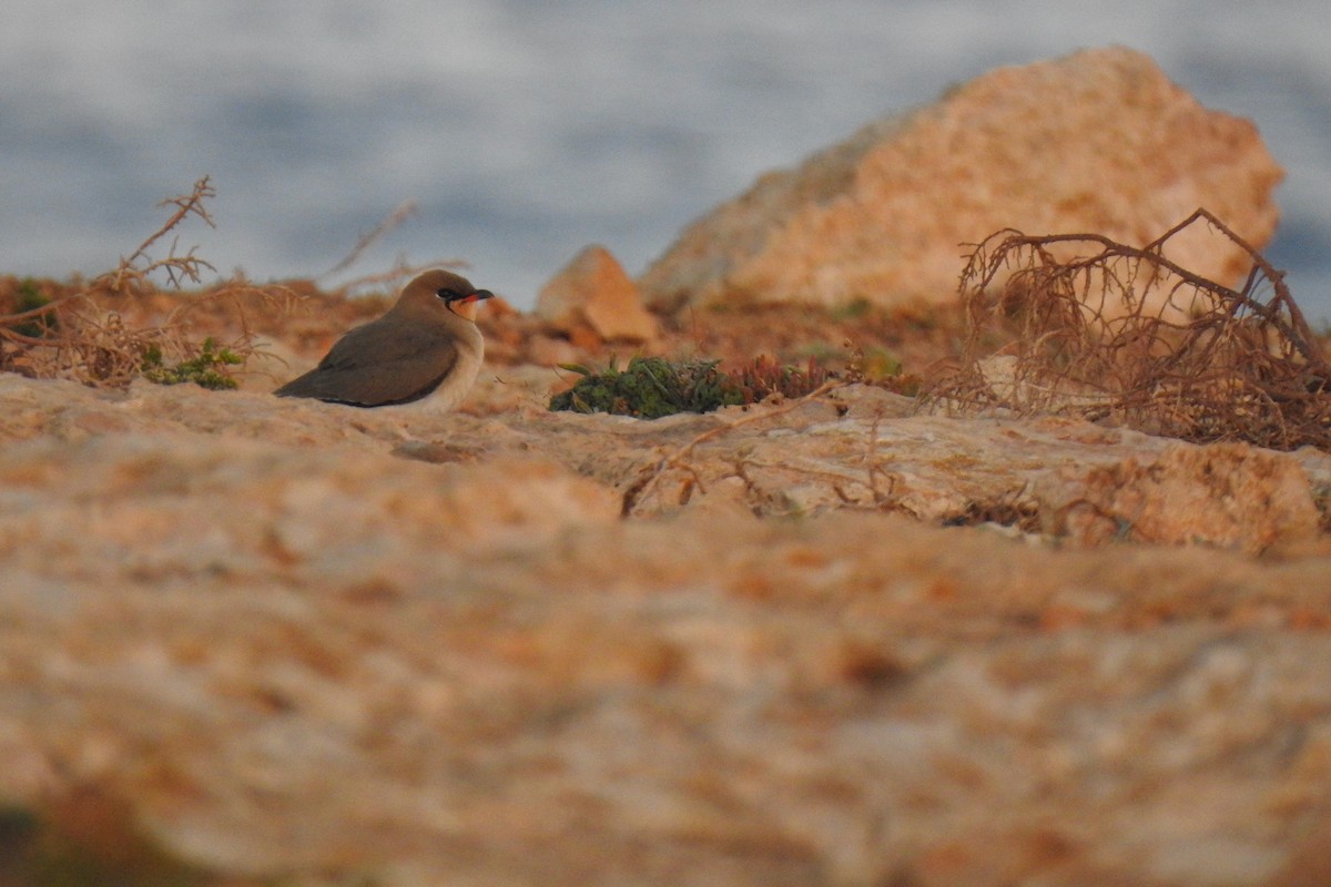 Collared Pratincole - Luca Bonomelli