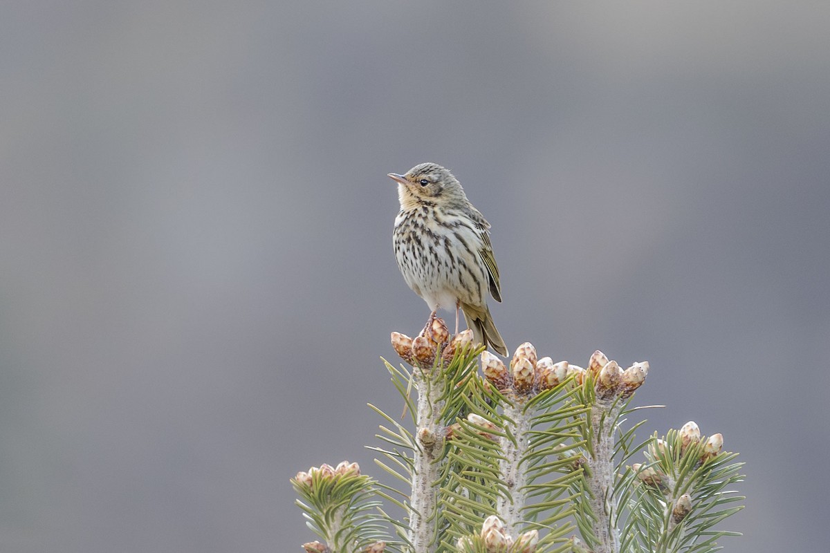 sibirpiplerke - ML618813977
