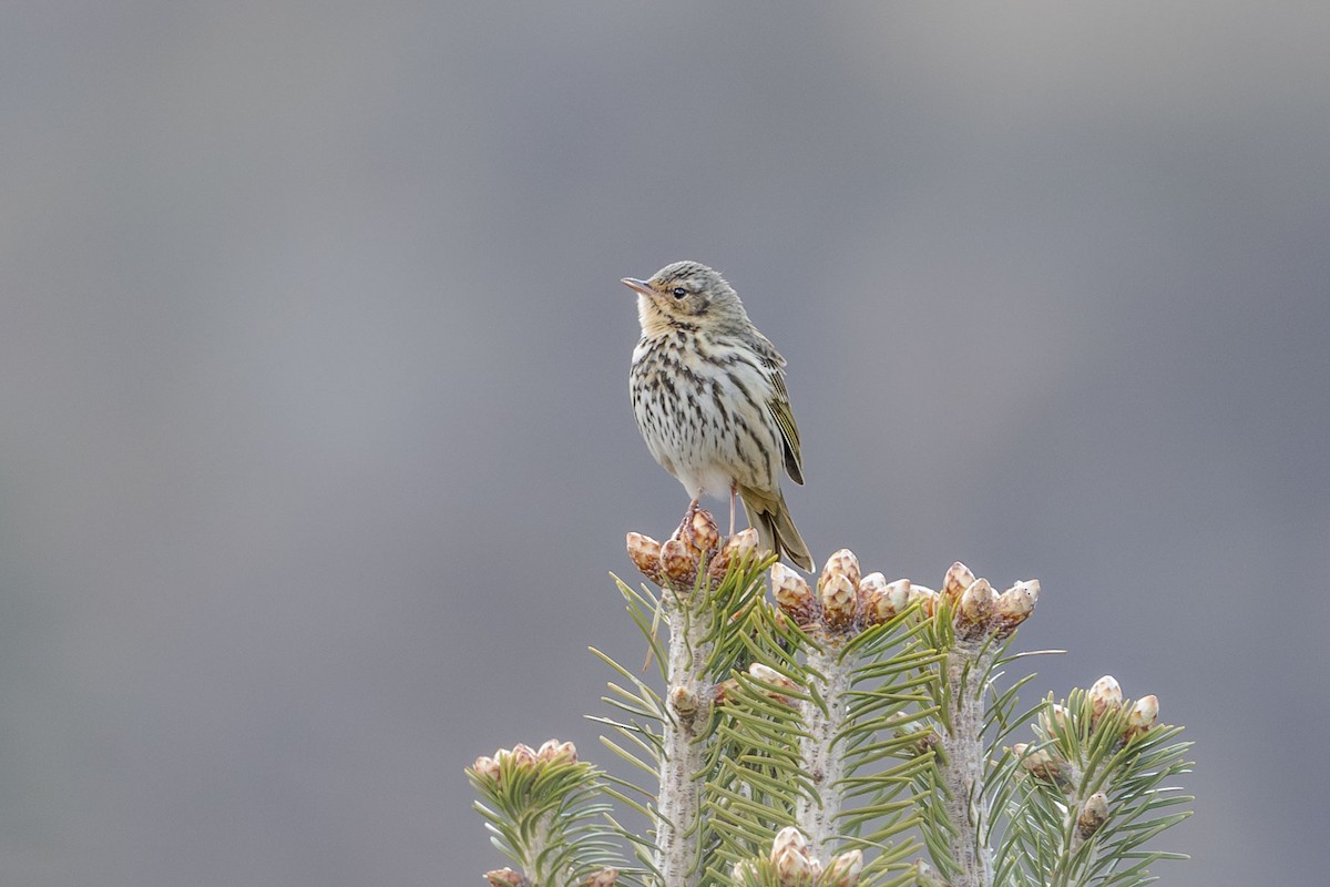 sibirpiplerke - ML618813978