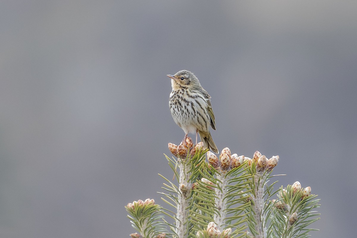 Olive-backed Pipit - Vivek Saggar