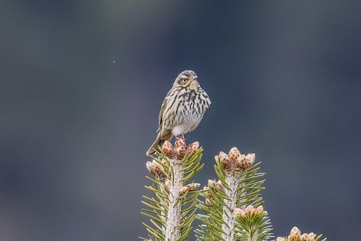 Olive-backed Pipit - Vivek Saggar