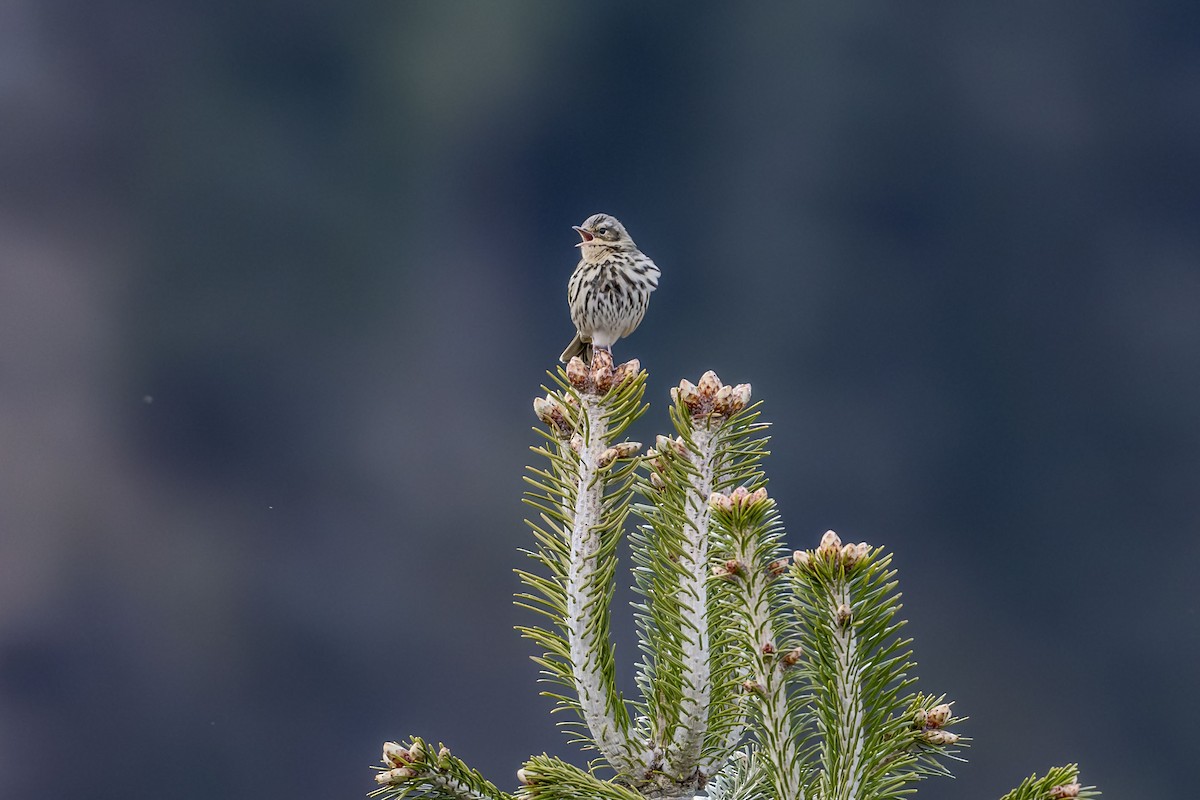 Olive-backed Pipit - Vivek Saggar