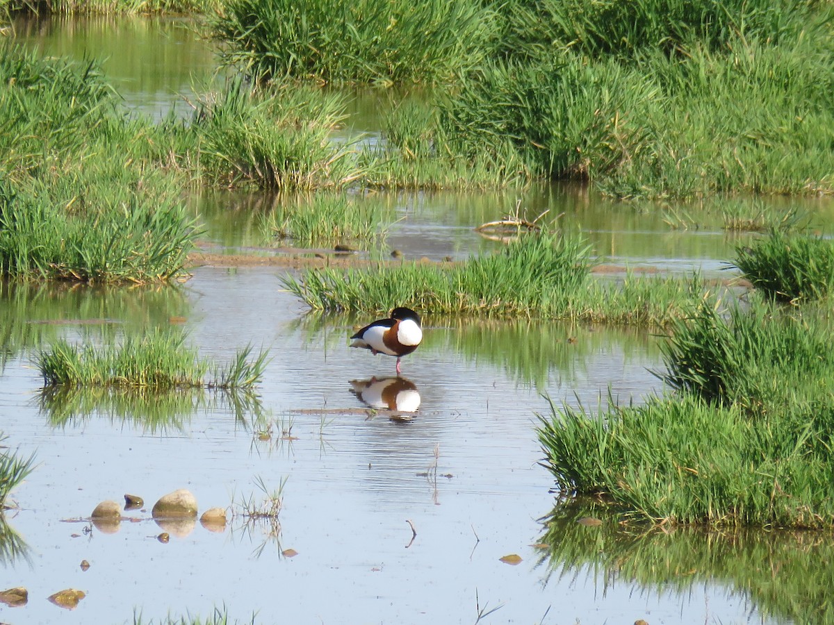 Common Shelduck - Anonymous