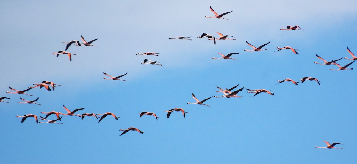 American Flamingo - ML618813983