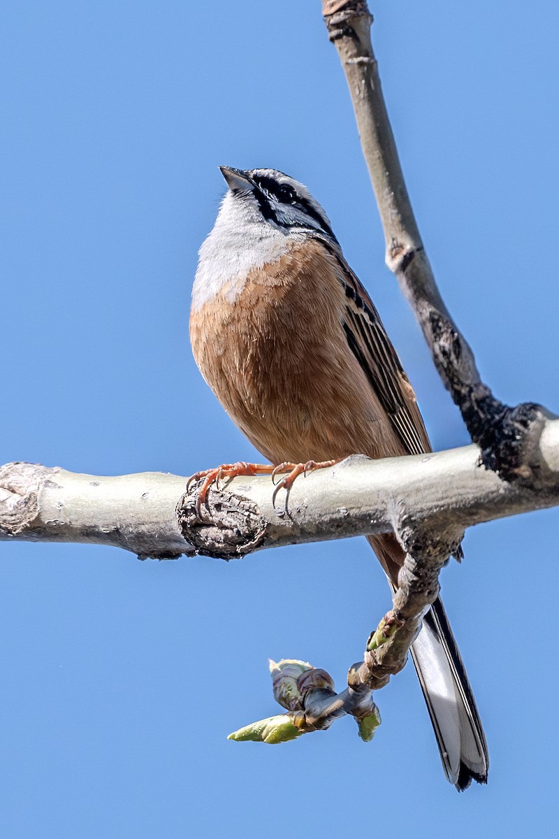 Rock Bunting - Vivek Saggar