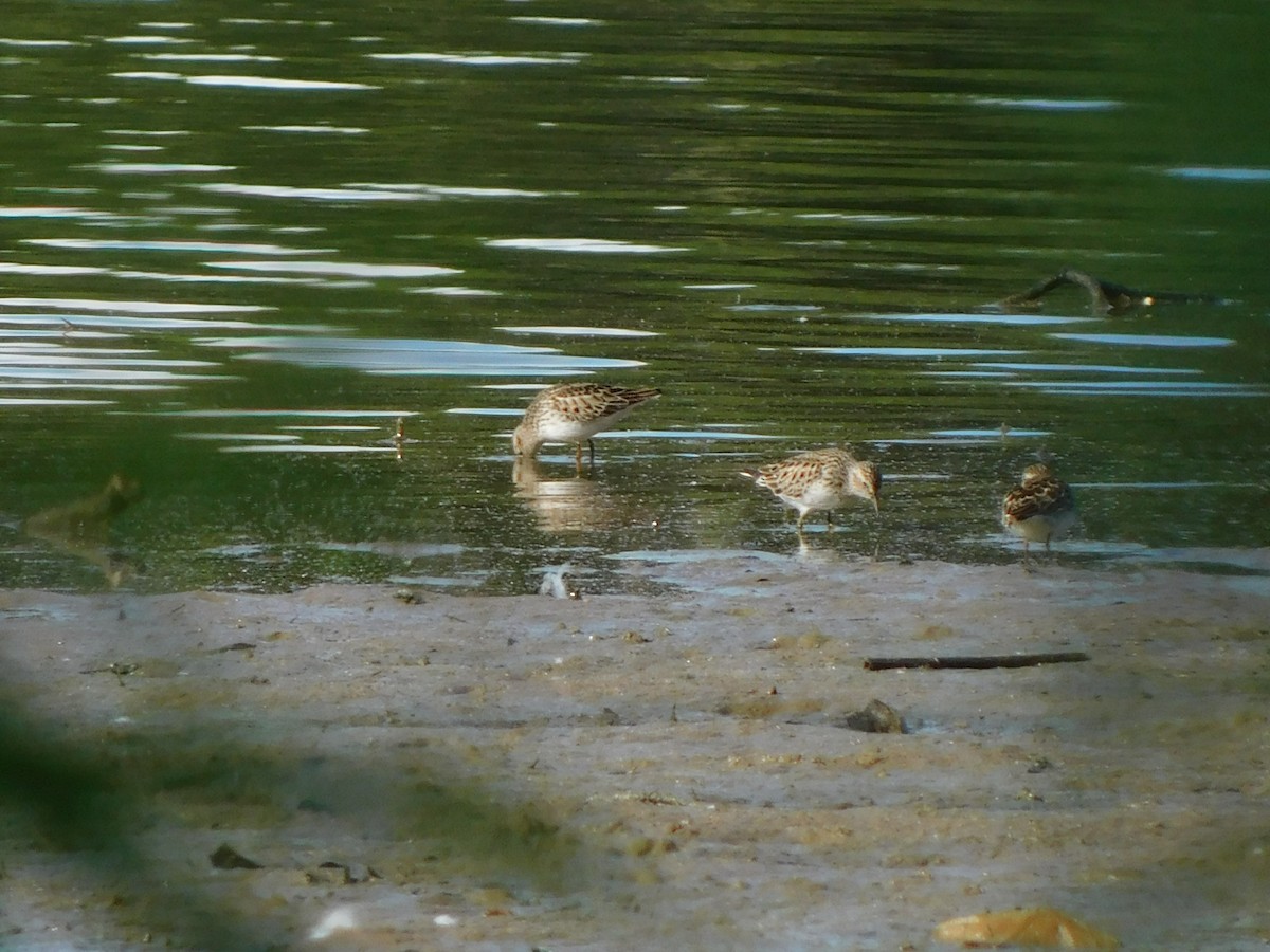 Least Sandpiper - Julian Monsalve