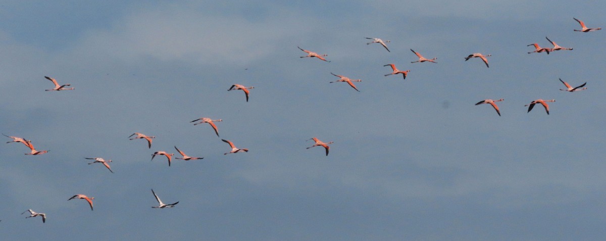 American Flamingo - ML618813988