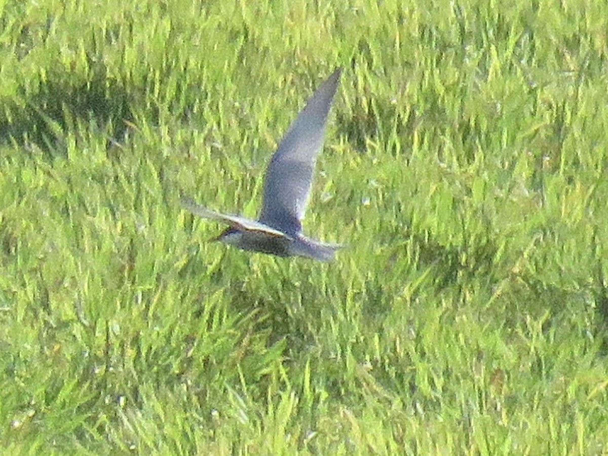 Whiskered Tern - Ricardo Rodríguez Llamazares