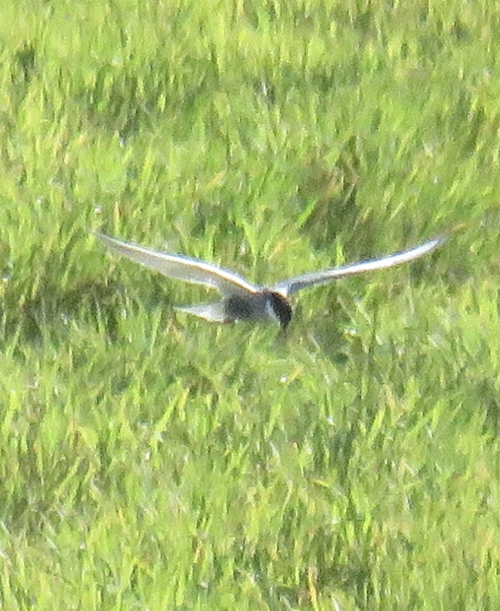 Whiskered Tern - Ricardo Rodríguez Llamazares