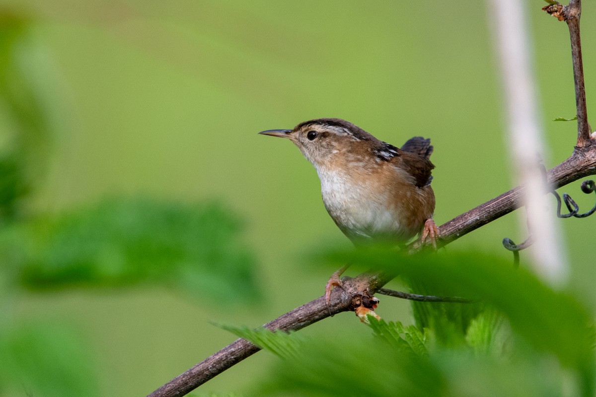 Marsh Wren - Jim Majure