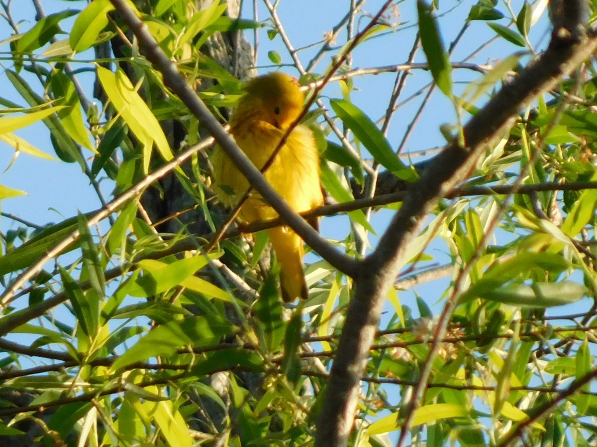 Yellow Warbler - Julian Monsalve