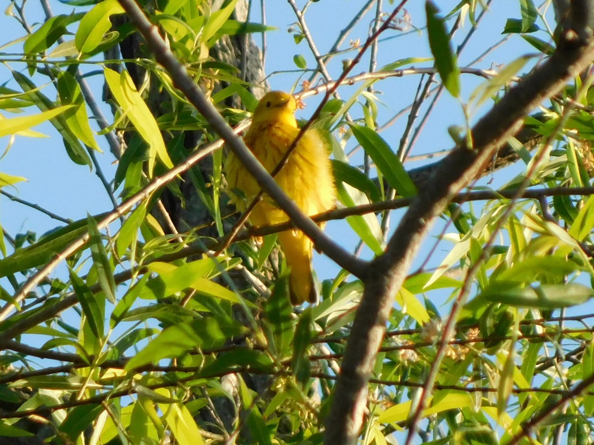 Yellow Warbler - Julian Monsalve