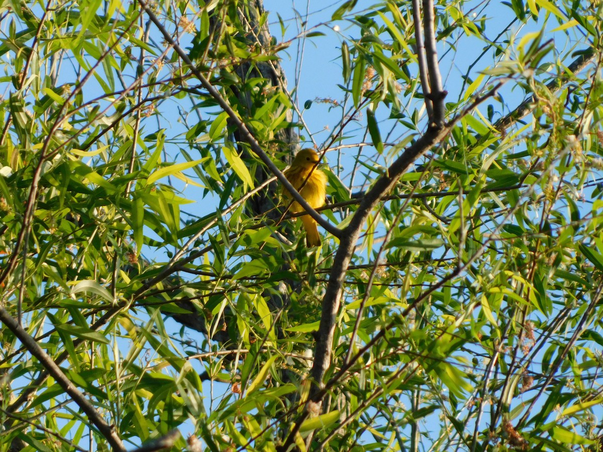 Yellow Warbler - Julian Monsalve