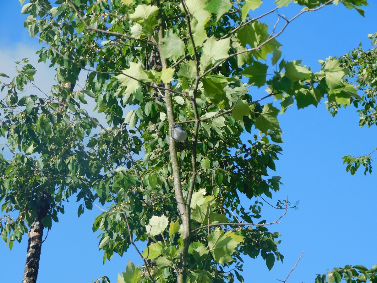 Blue-gray Gnatcatcher - Julian Monsalve