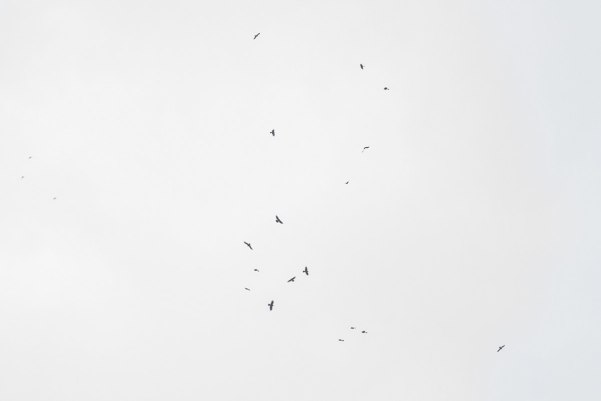 Large-billed Crow - Vivek Saggar