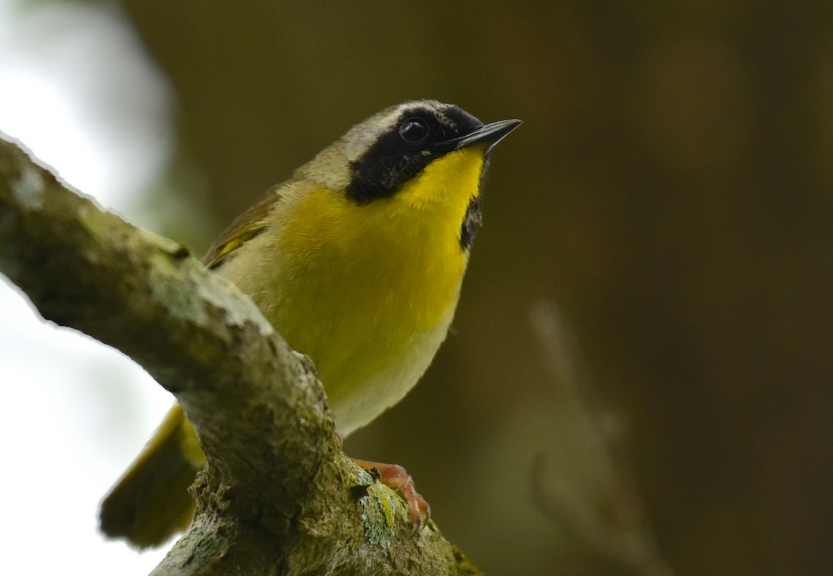 Common Yellowthroat - John Lynch