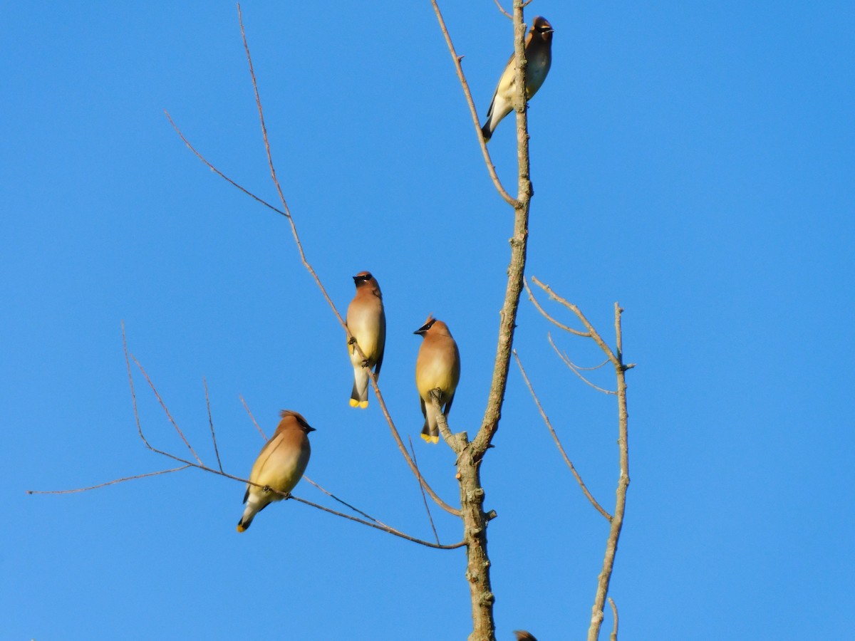 Cedar Waxwing - Julian Monsalve