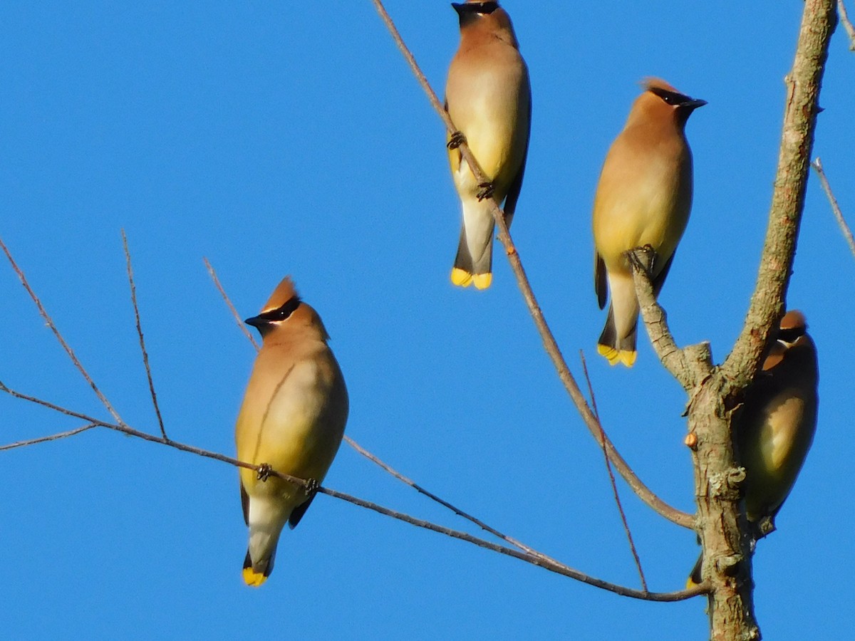 Cedar Waxwing - Julian Monsalve