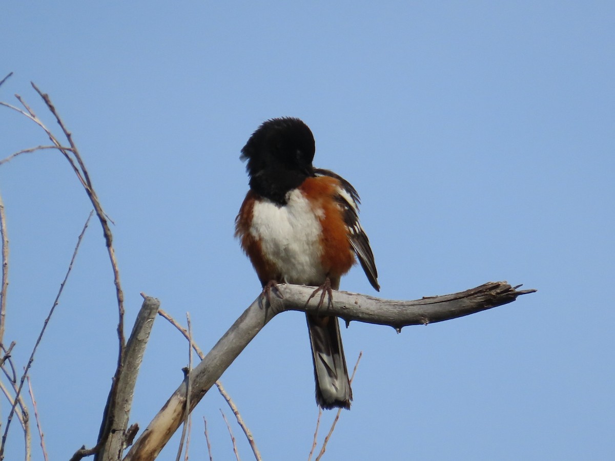 Spotted Towhee - Edward Raynor