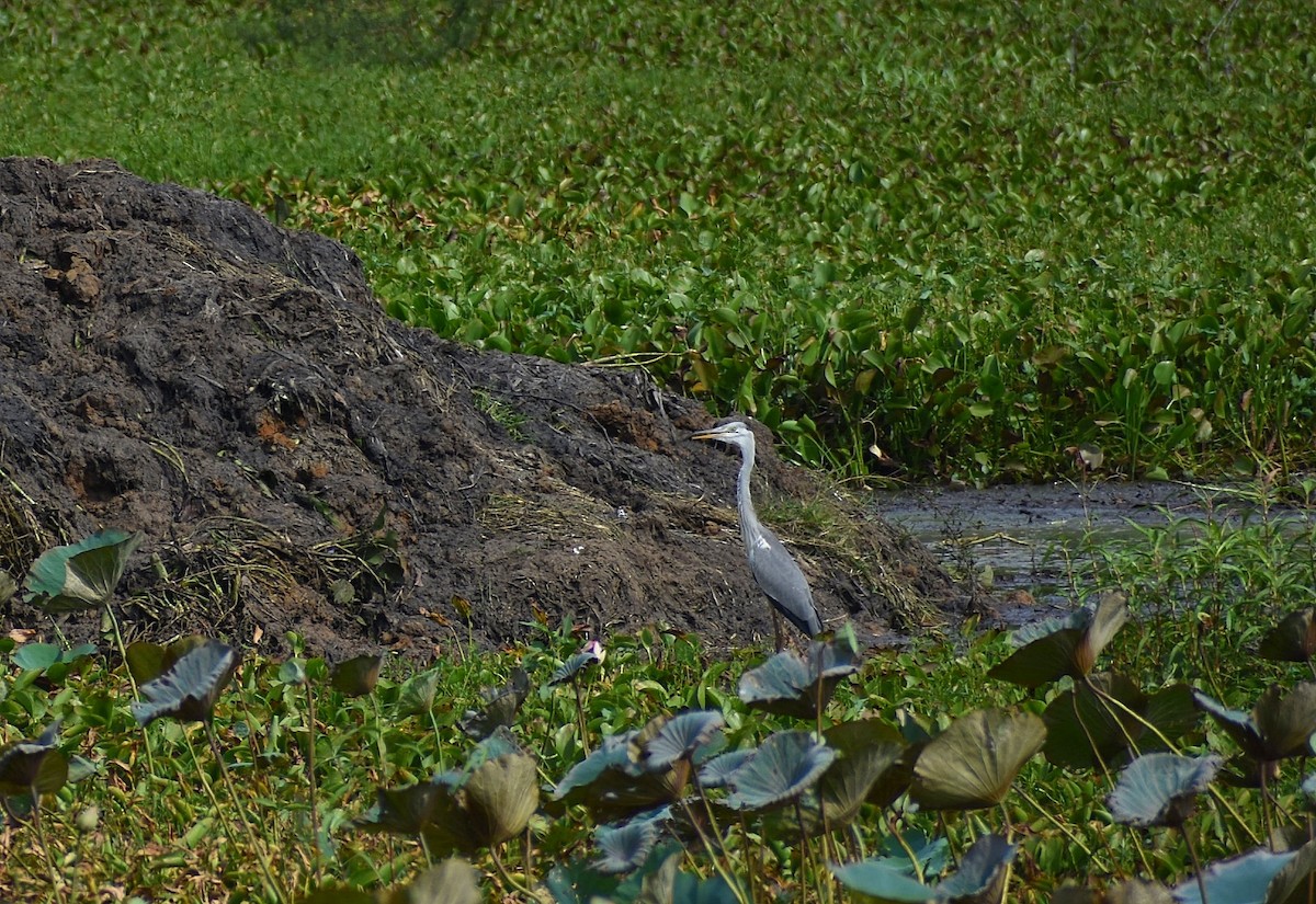 Gray Heron - Anand Birdlife