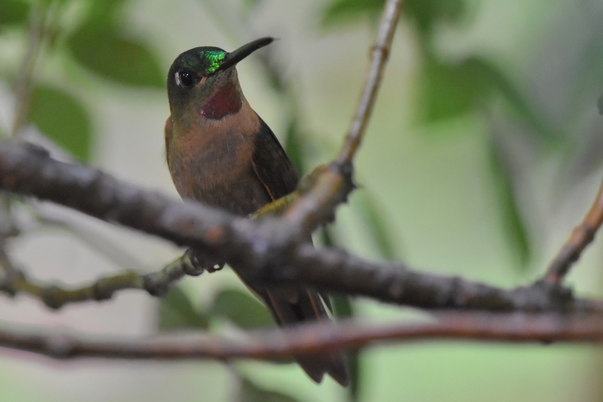 Fawn-breasted Brilliant - Tim Wing