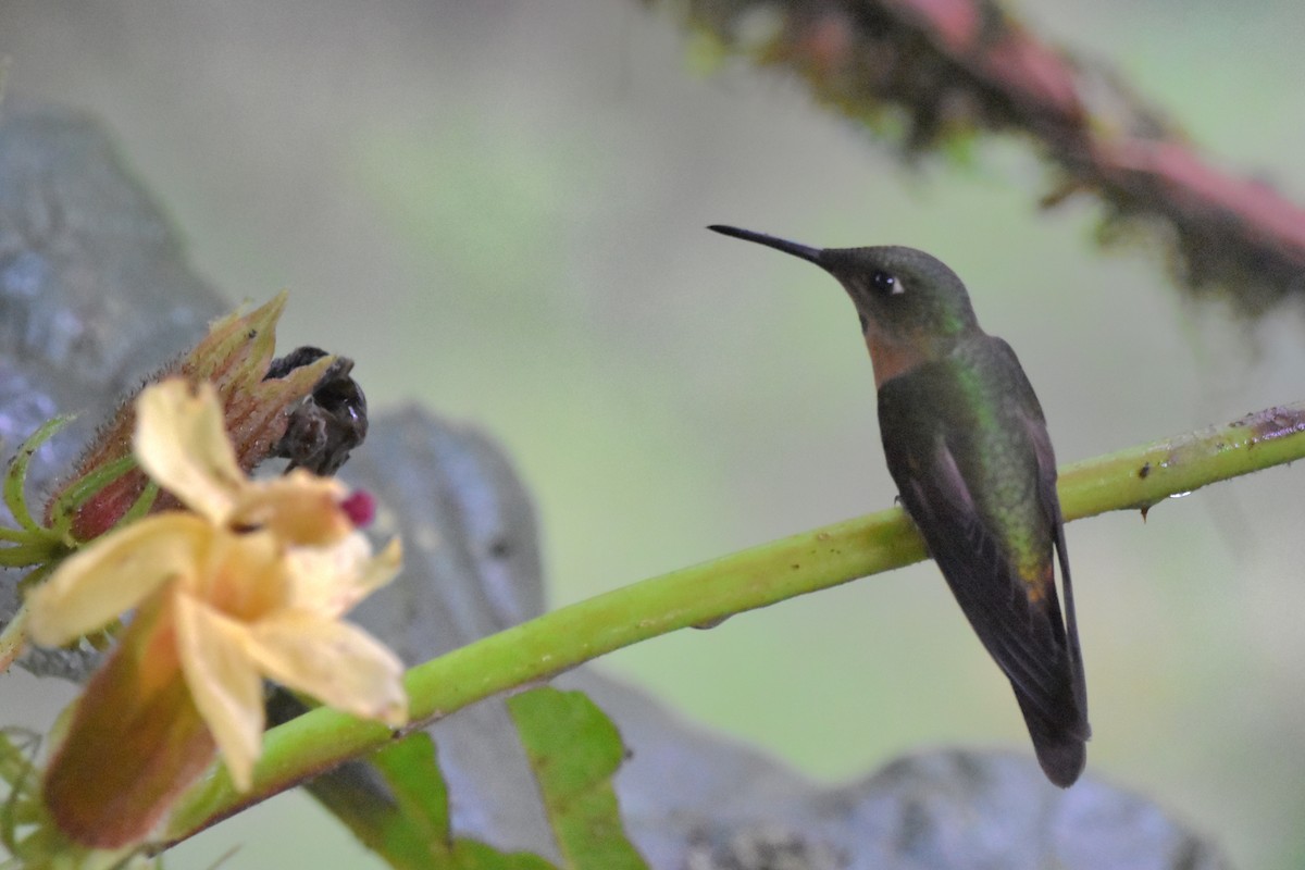 Fawn-breasted Brilliant - Tim Wing