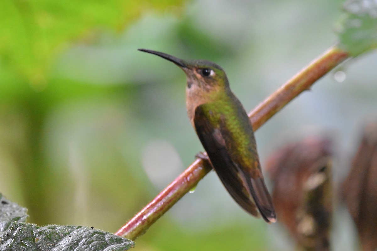 Fawn-breasted Brilliant - Tim Wing