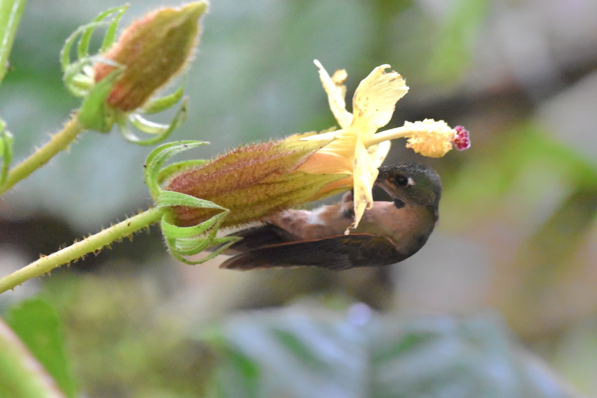 Fawn-breasted Brilliant - Tim Wing