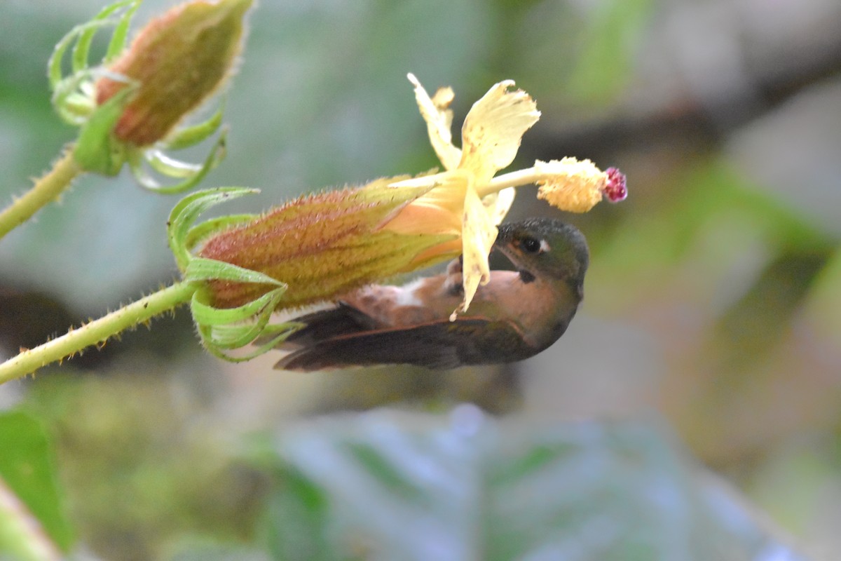 Fawn-breasted Brilliant - Tim Wing