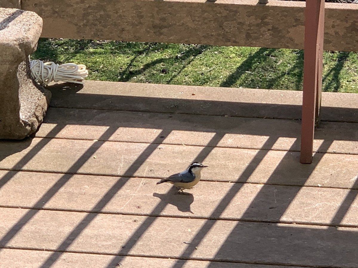 Red-breasted Nuthatch - August Palmer