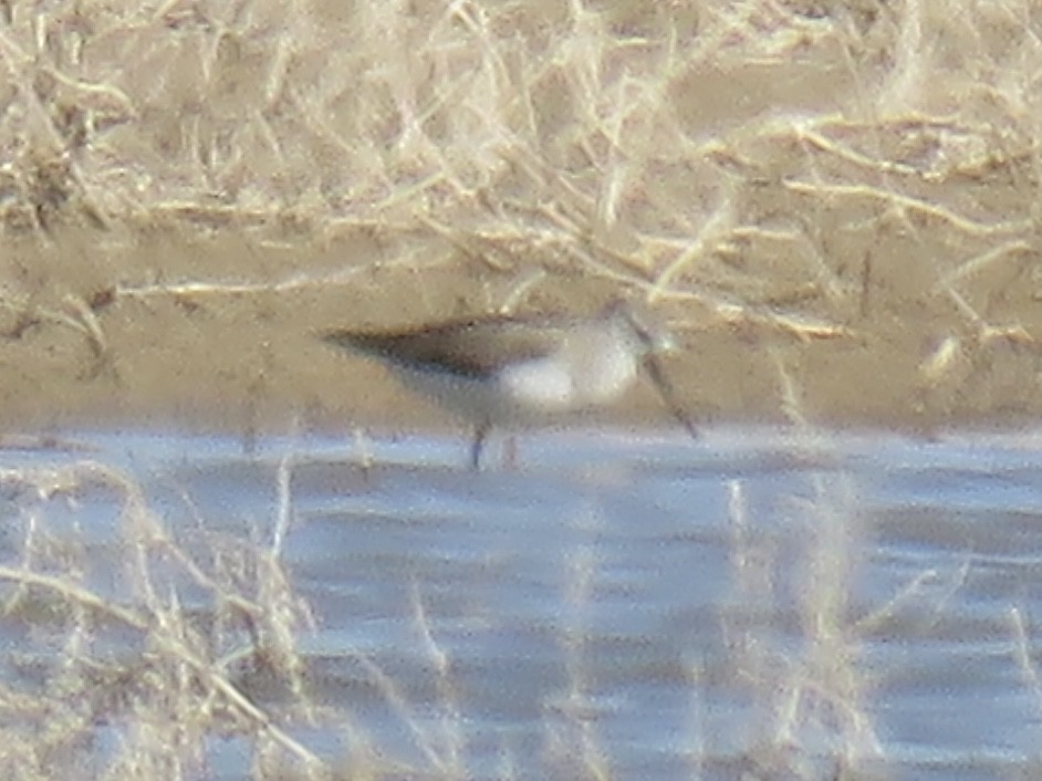 Terek Sandpiper - Anonymous