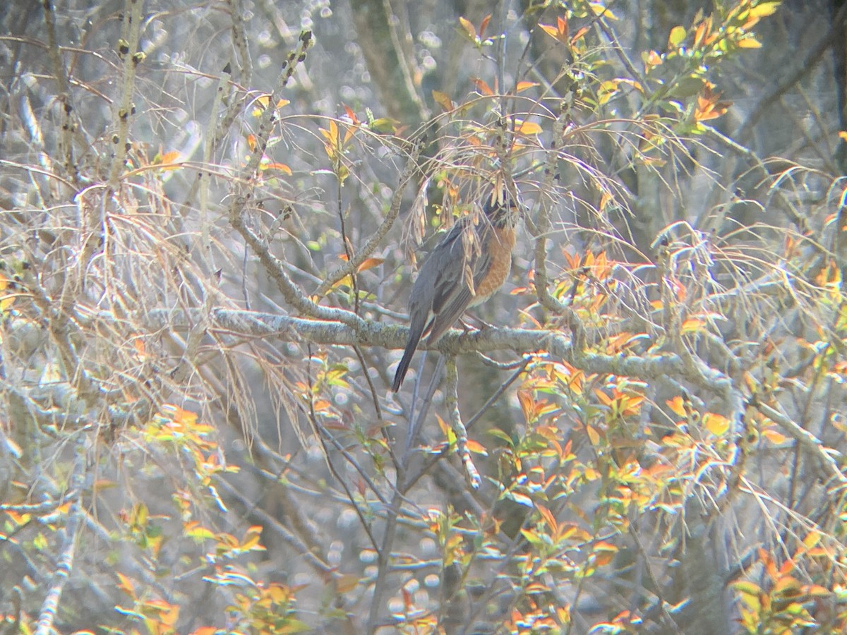 American Robin - August Palmer