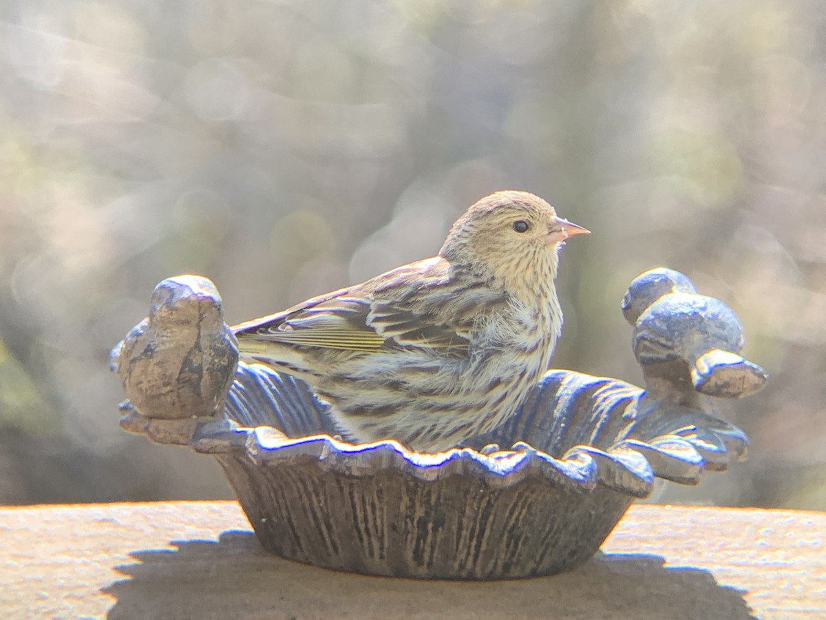 Pine Siskin - August Palmer