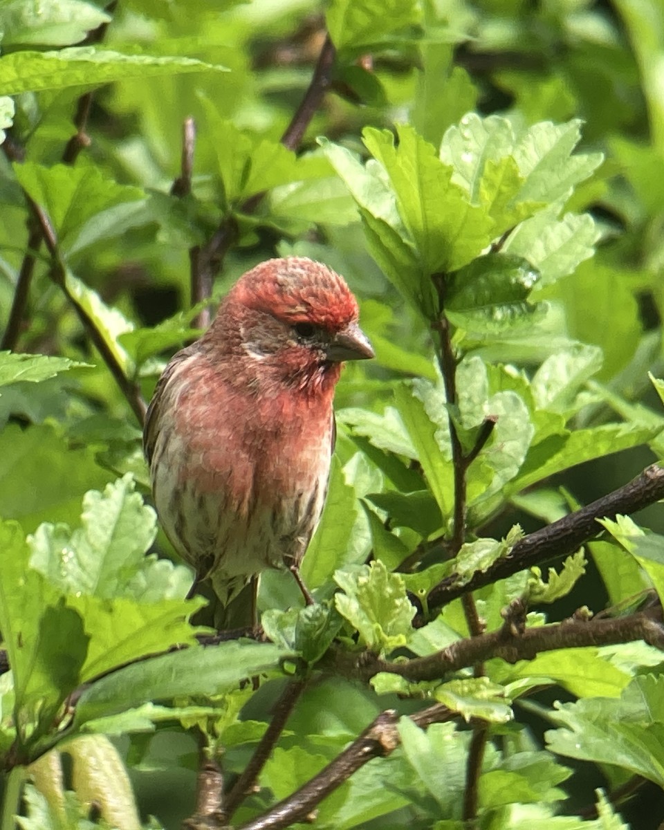 House Finch - Reneé Dillard