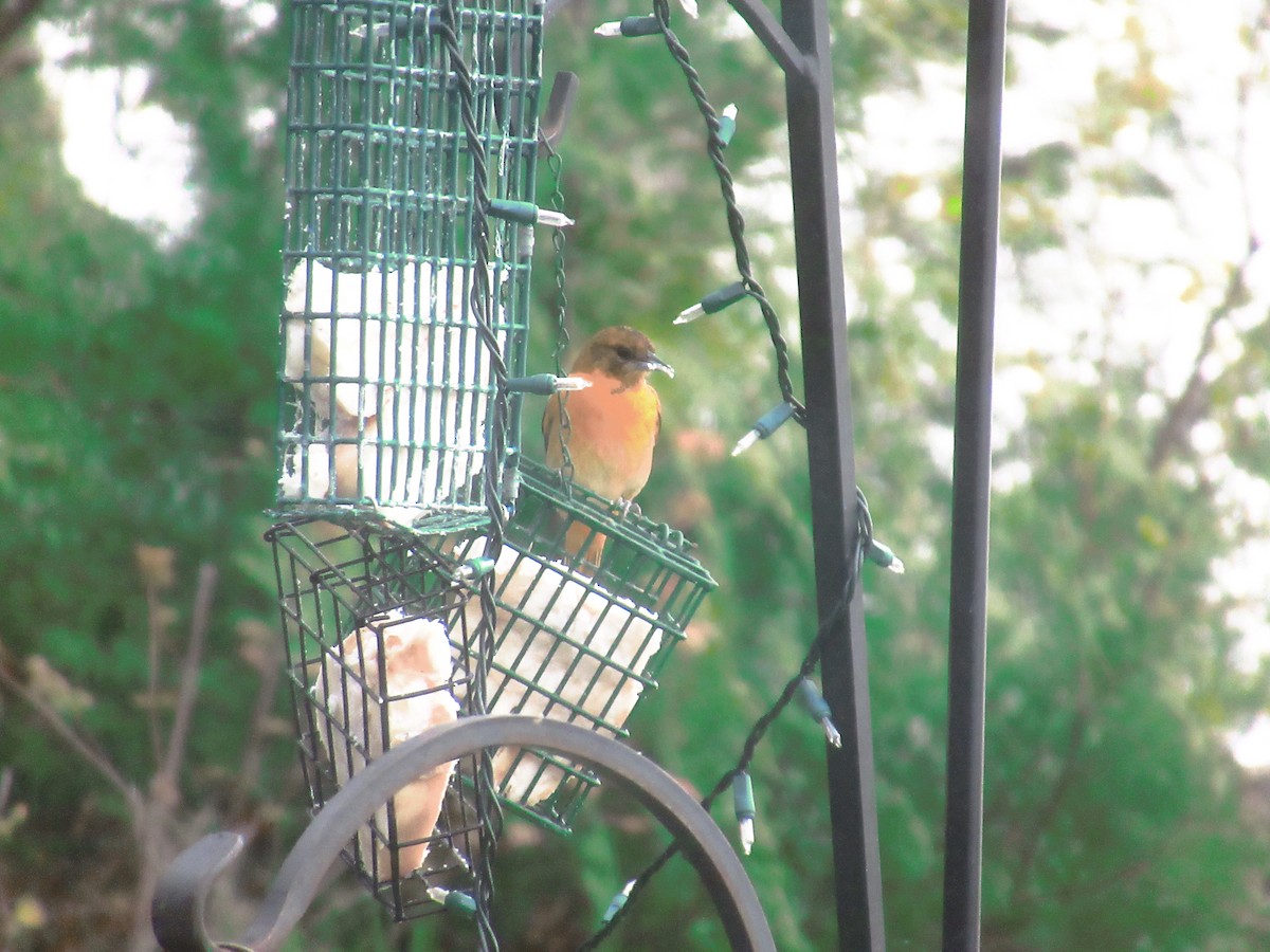 Baltimore Oriole - ML618814091