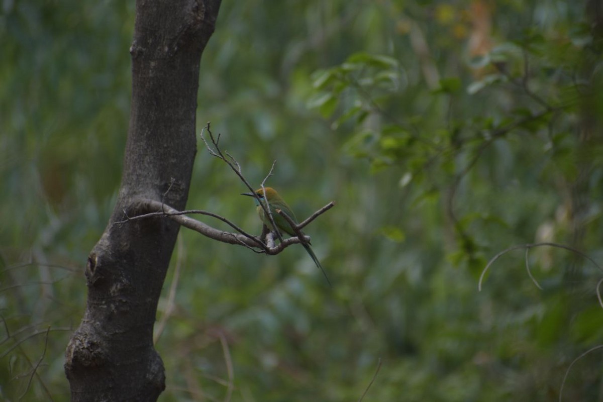 Asian Green Bee-eater - Adv.Anupam Kumar