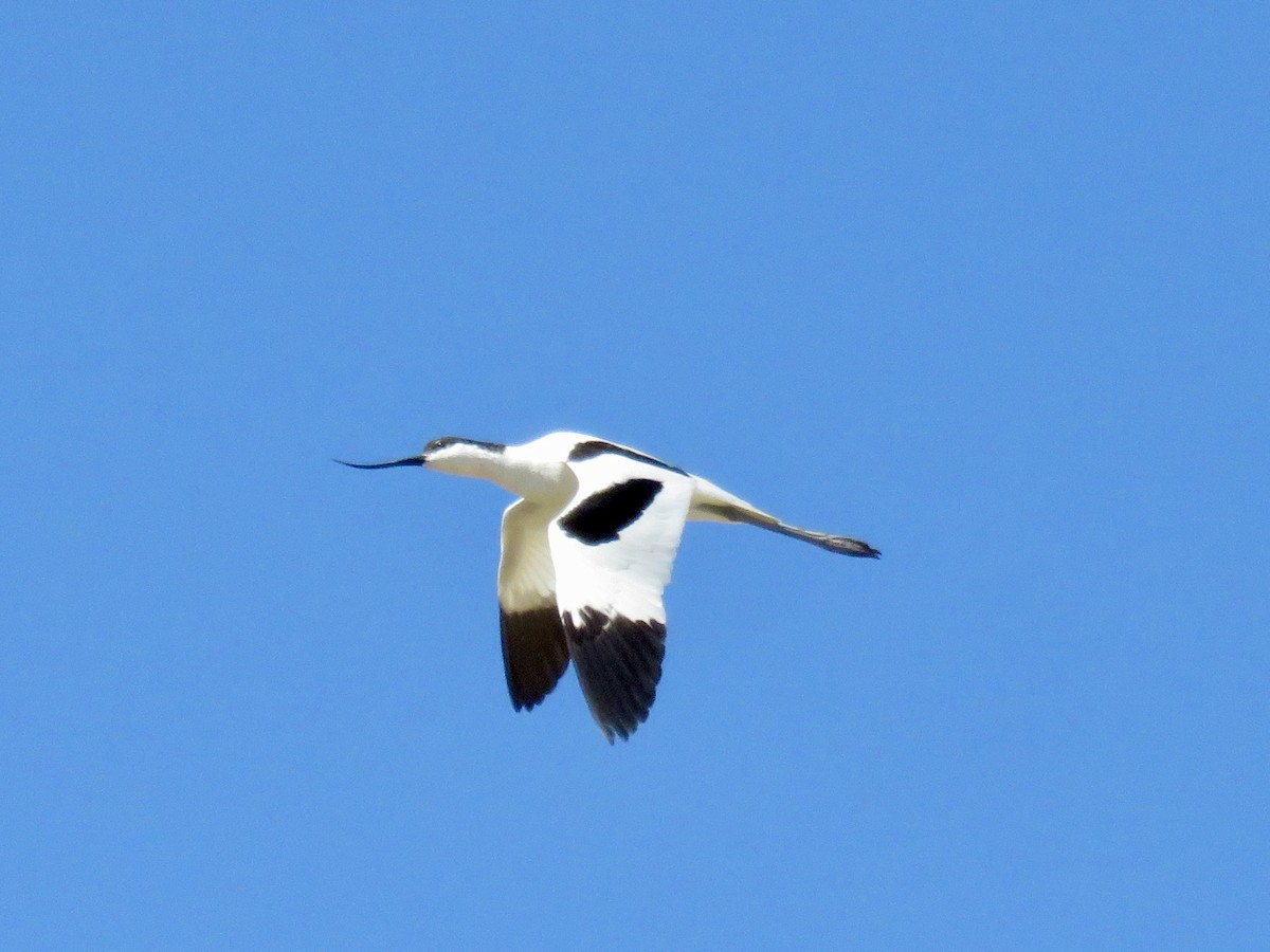 Pied Avocet - Anonymous