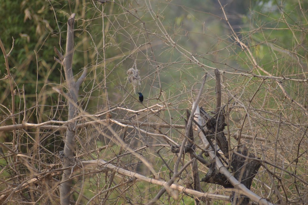 Purple Sunbird - Adv.Anupam Kumar