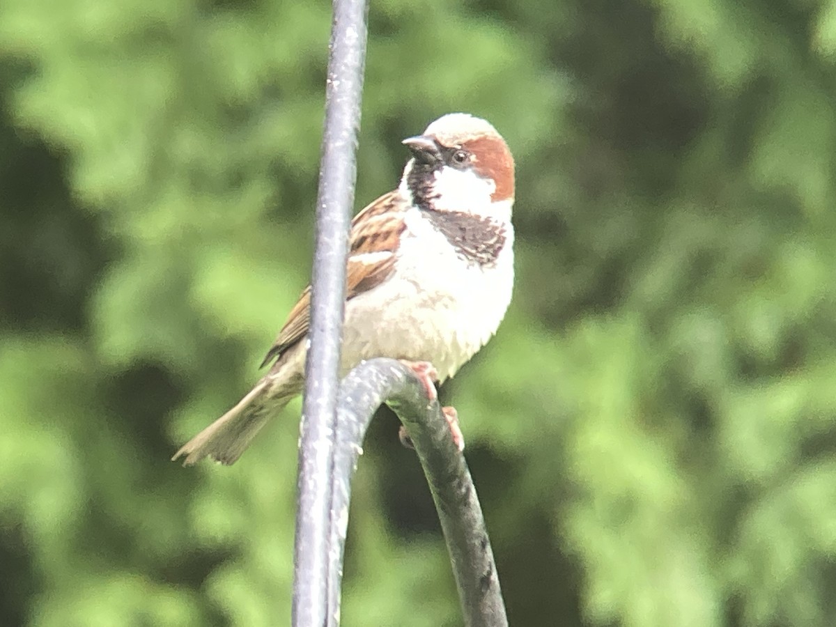 House Sparrow - Reneé Dillard