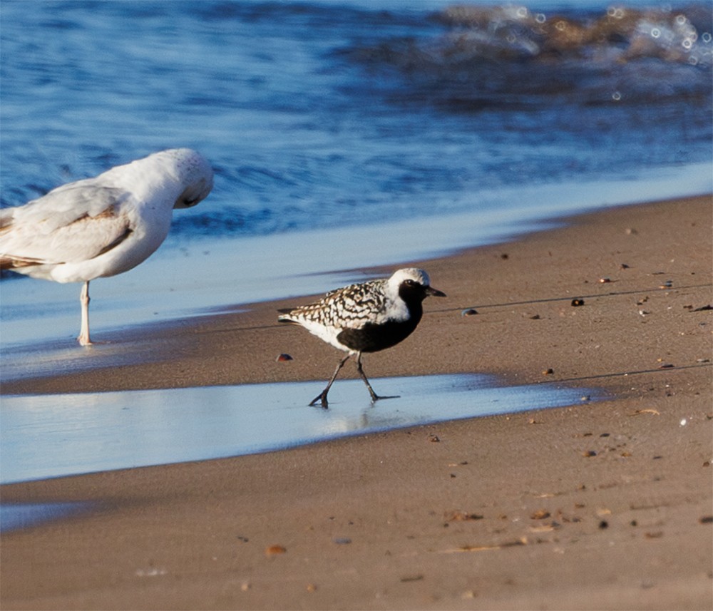 Black-bellied Plover - Nat Carmichael