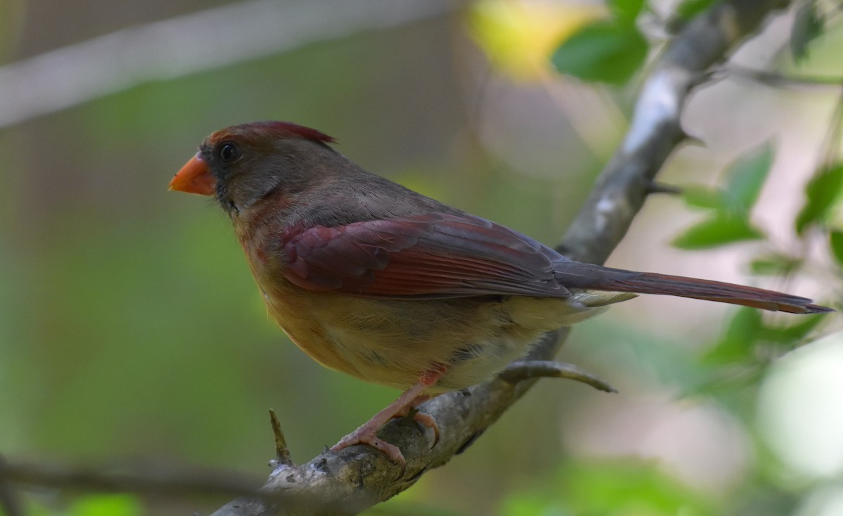 Northern Cardinal - John Lynch