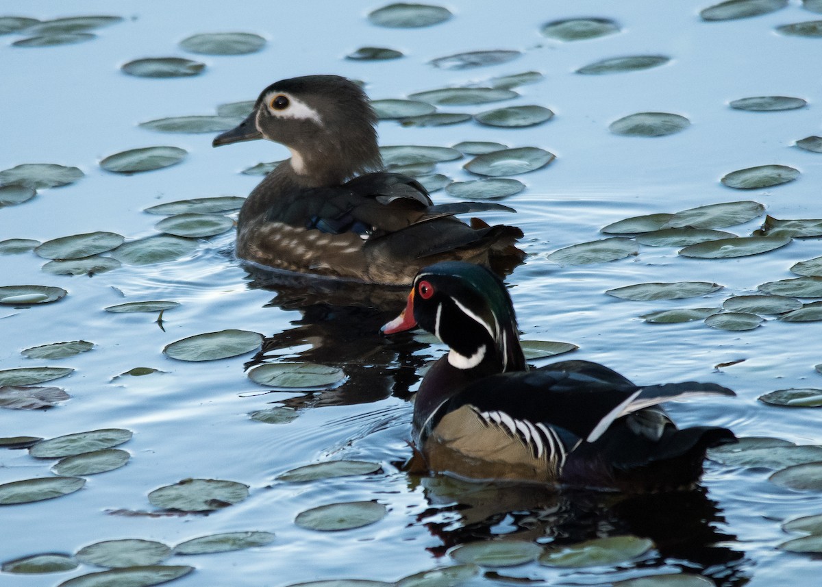 Wood Duck - ML618814117